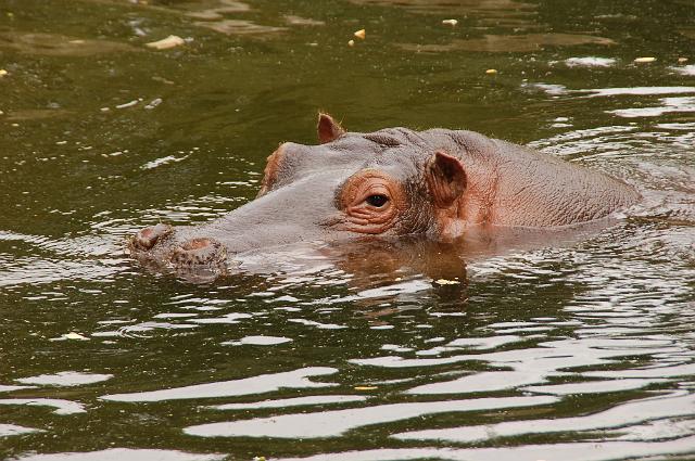 dierentuin emmen_1160